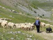 une bergere redescend son troupeau 